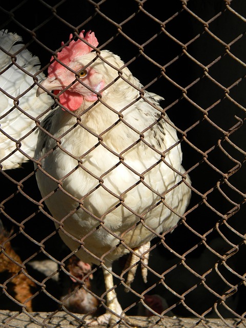 英雄还是团 英雄还是团